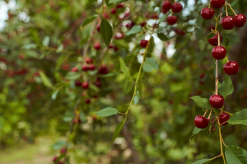 Red cherry fruits hang on branches. Close-up. With copy space.