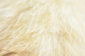 cat fur texture. HD Image and Large Resolution. can be used as background and wallpaper. web banners consepts.