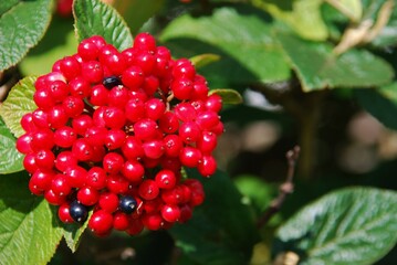 Branch of a red elderberry with bunches of ripe berries.Sambucus racemosa is a species of elderberry .