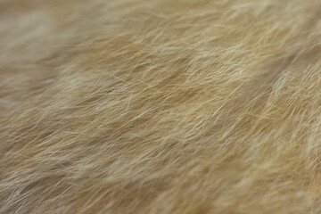 cat fur texture. HD Image and Large Resolution. can be used as background and wallpaper. web banners consepts.