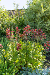 Turk's cap lily or Lilium martagon in a herbaceous border.