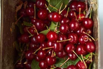 Group of cherry on a white background with shadows. Close-up. Top view.