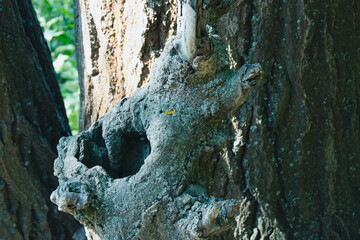 Bark with unusual patterns. Tree bark texture. Interesting patterns on the bark of trees. Bark on a tree closeup. Old Wood Tree Texture Background