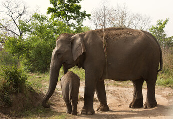 Fototapeta na wymiar Mother elephant guarding her baby, Jim Corbett National Park, India