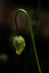 A single raindrop sits on a single unopened poppy head