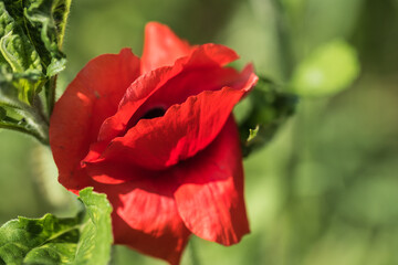 Red poppy flower, macro. - 360880251