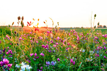 Beautiful wildflowers on a green meadow. Warm summer evening with a bright meadow during sunset. © ArturSniezhyn
