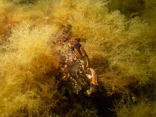 A crab pictured in a shore dive at On, Limhamn, Malmo. Scuba diving in Oresund, the water between Sweden and Denmark