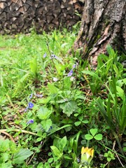 flower