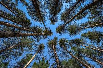 spruces