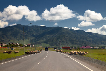 flock of sheep lies along a village road in the mountains, a summer rural landscape, a high mountain on the horizon, one-story houses