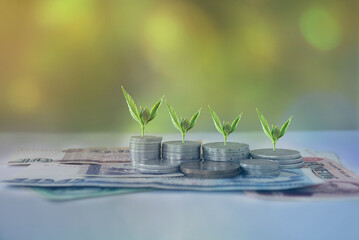 The soft peaks of the leaves are placed on the euro coins stacked in rows on planks. Double...