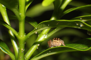 spider on a leaf
