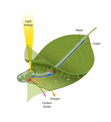 Leaf photosynthesis - Illustration - obrazy, fototapety, plakaty
