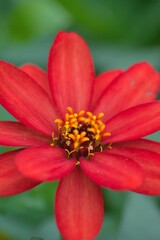 Macro details of Red Daisy flower in summer garden