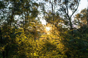 golden sunset in the forest