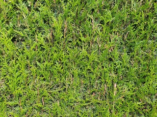 thuja green hedge, my garden, fence