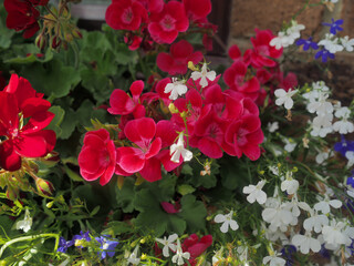 WINDOW BOX FULL OF FLOWERS