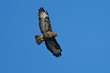 Common buzzard (Buteo buteo)