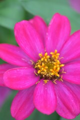 Obraz premium Macro details of Pink Daisy flower in summer garden