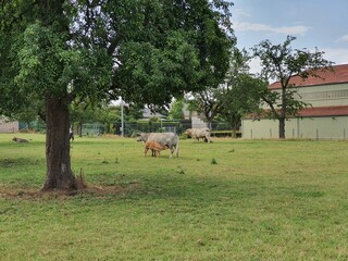 cow and calf, mammals, calf sucks milk from a cow,