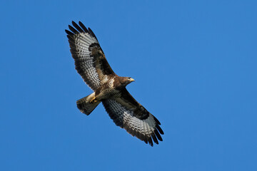 Common buzzard (Buteo buteo)