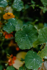 green leaves with water drops