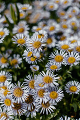 purple daisies in a garden