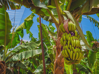 Bunch of growing raw green bananas on banana tree in plantations. In Kibbutz Degania, Israel. Close up.