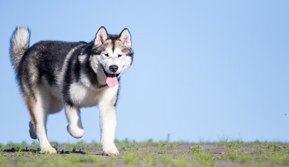 alaskan malamute dog runs against the sky