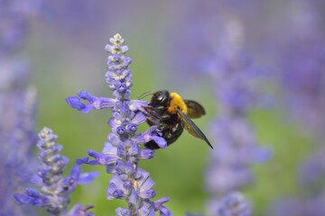 Nature background of Honeybee collecting in Lavender garden