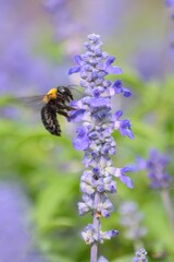 Nature background of Honeybee collecting in Lavender garden