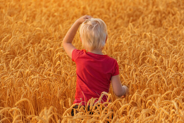 Fair haired boy walks through field of ripe wheat. Back view. Countryside