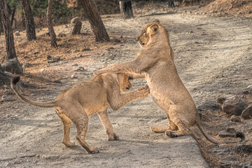 The World of Lion... This image of Lions playing is taken at Gir National Park In Gujarat , India