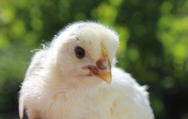 Obraz premium baby chicken, chicken