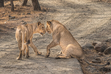 The World of Lion... This image of Lions playing is taken at Gir National Park In Gujarat , India
