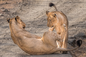 The World of Lion... This image of Lions playing is taken at Gir National Park In Gujarat , India