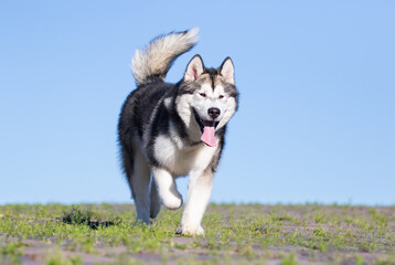 alaskan malamute dog runs