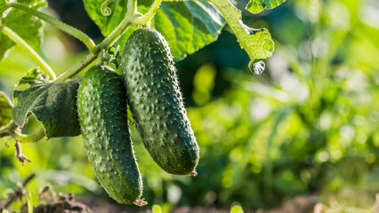 Two cucumbers ripen on a bed in the sun