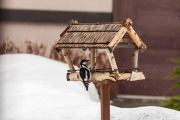 woodpecker in a feeding trough
