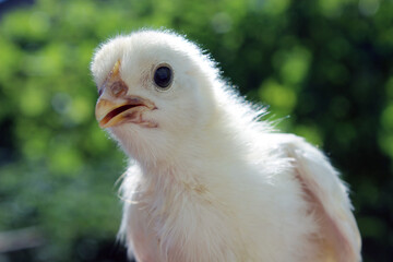 baby chicken, chicken