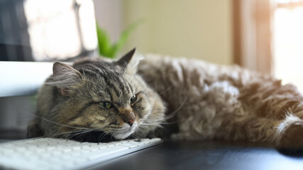 Cute Main Coon cat is lying on the working desk surrounded by a computer monitor and keyboard.