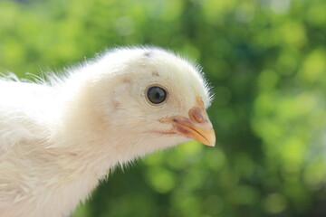 baby chicken, chicken