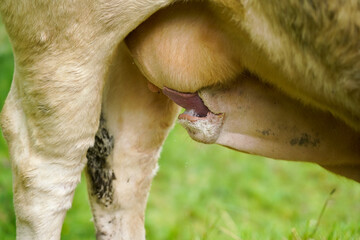 Calf drinking milk from mother...Macro Close Up Mouth Photo