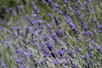Lavender field in Italy on sunlight,Blooming Violet fragrant lavender flowers.Violet petals, close up.Spring blooming season,Gardening.