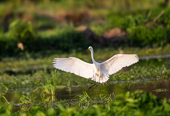 great white heron