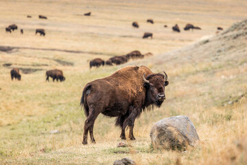 American bisons on grass field in yellowstone.