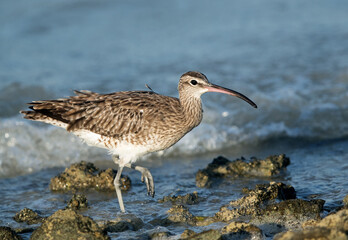 Closeup of Whimbrel, Bahrain