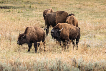 American bisons on grass field in yellowstone.