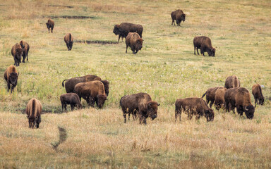 Fototapeta na wymiar Masses of american bisons on grass field.